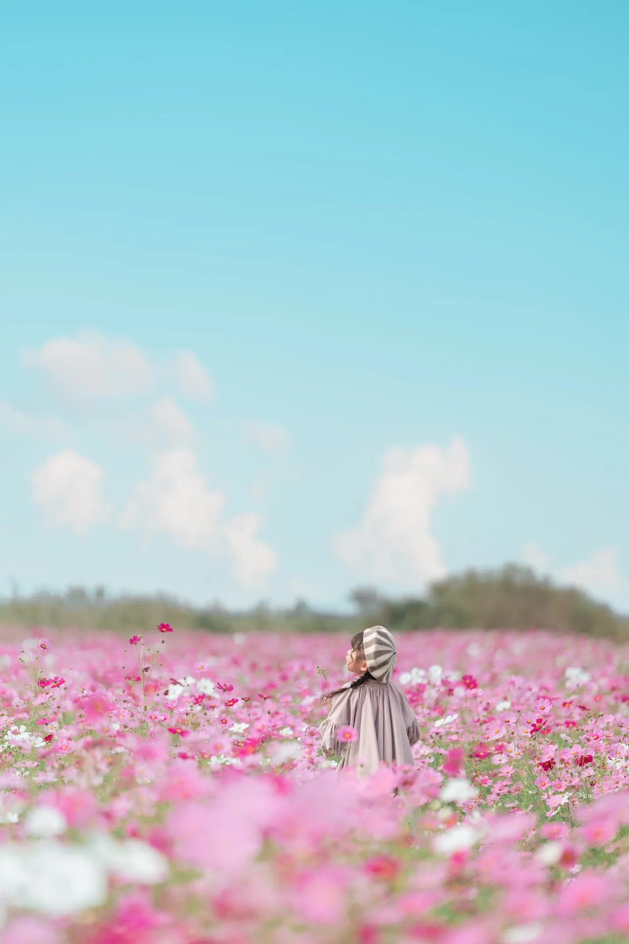 ピンクのコスモス畑と青い空の中に立つ子どもの写真