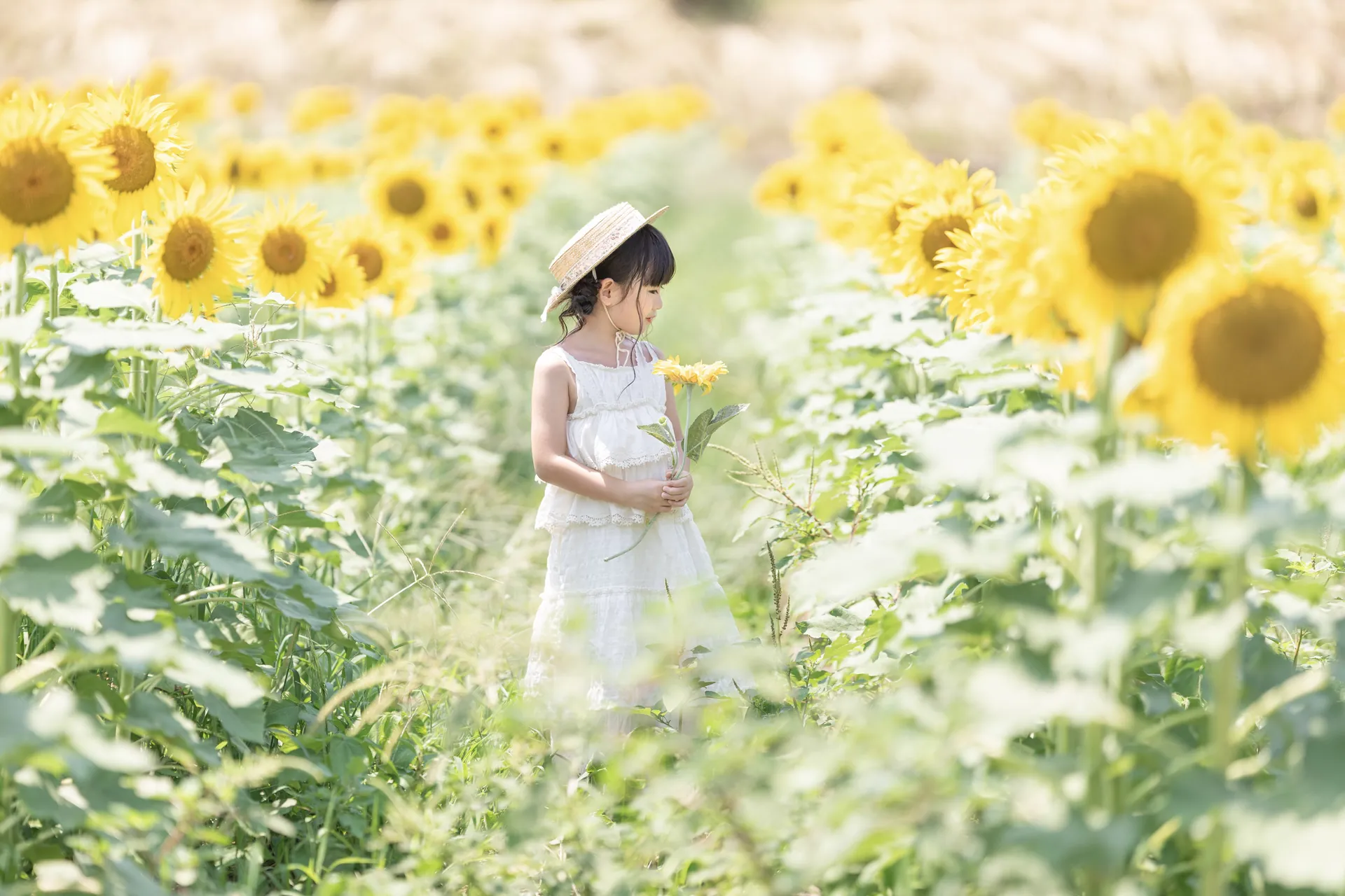 ひまわり畑の中に立つ、白いワンピースの女の子の写真