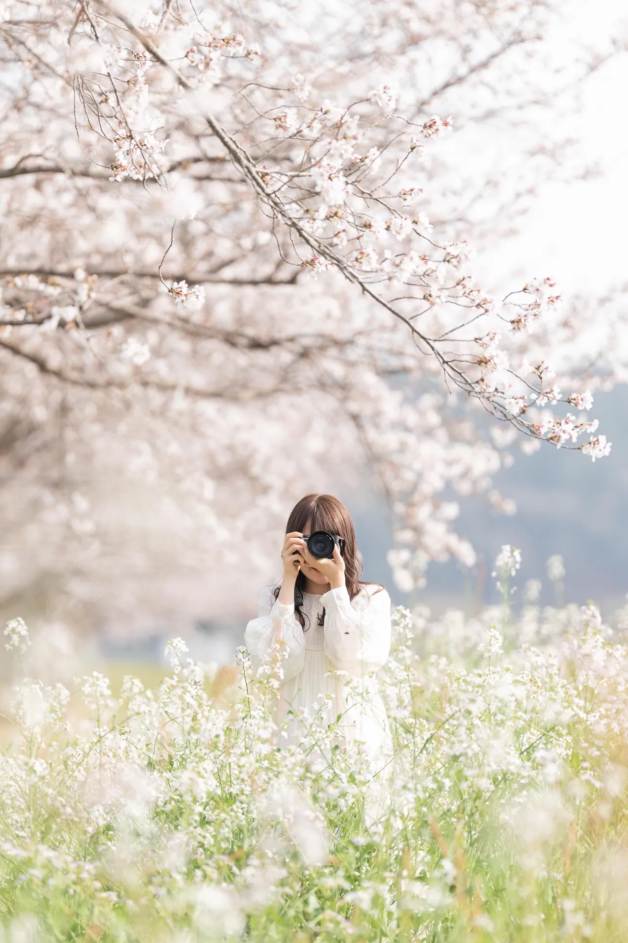桜と白い花畑の中に立つ女の子の写真