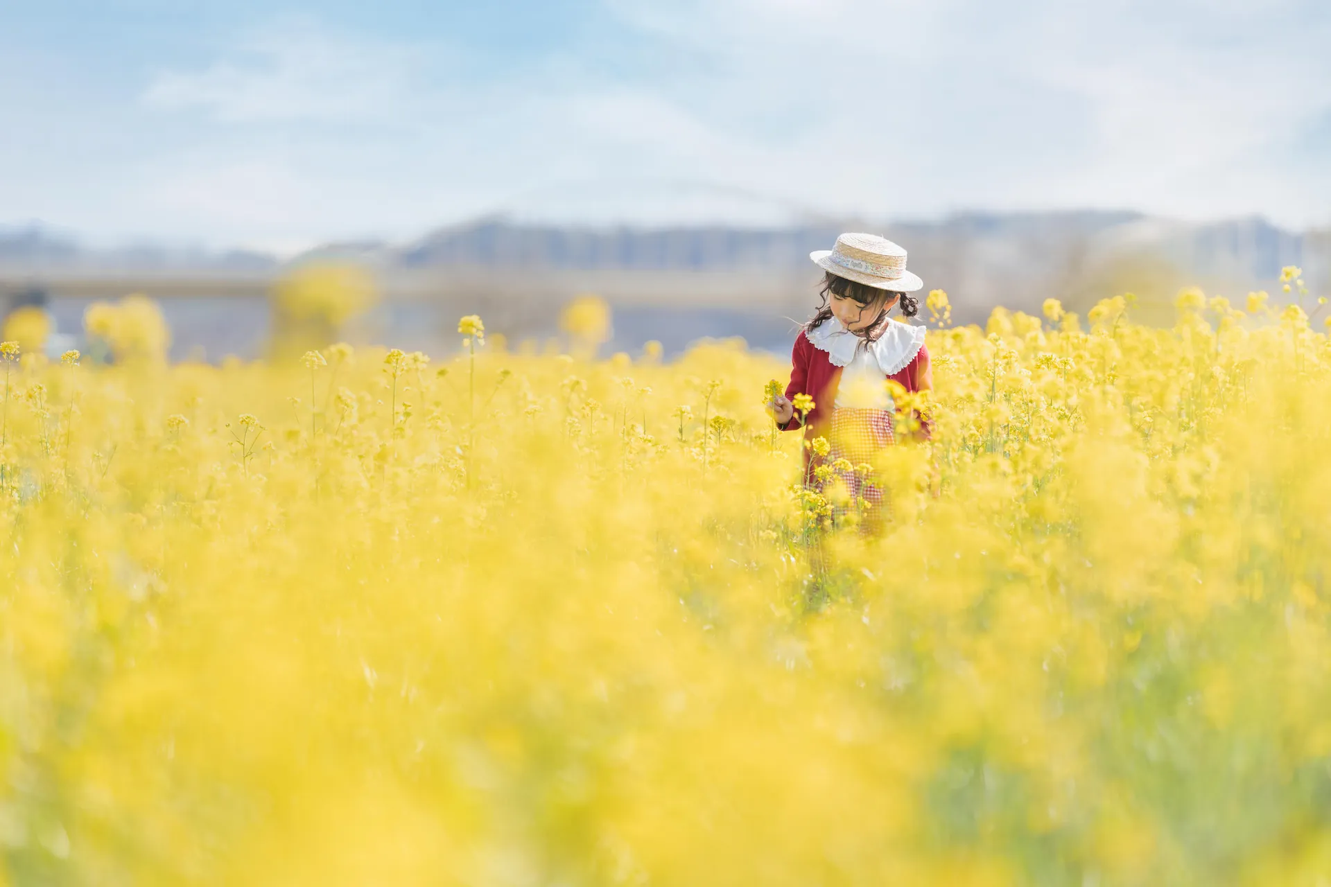 一面の菜の花畑に立つ、麦わら帽子と赤い服の女の子の写真